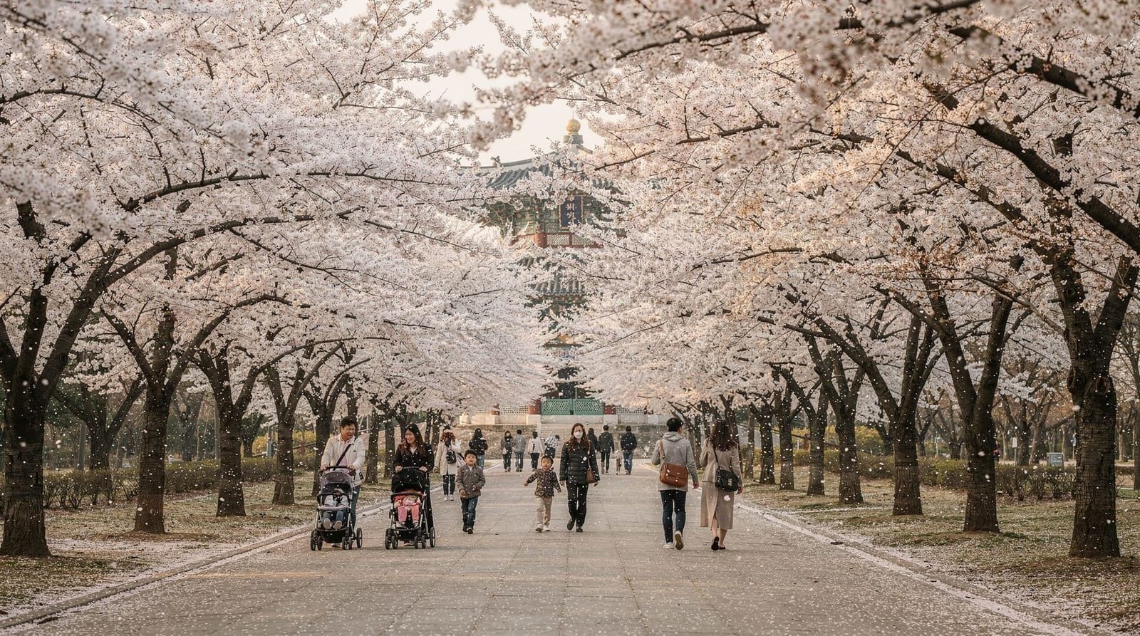 Grand parc d'Incheon — cerisiers en fleurs et voie navigable Ara